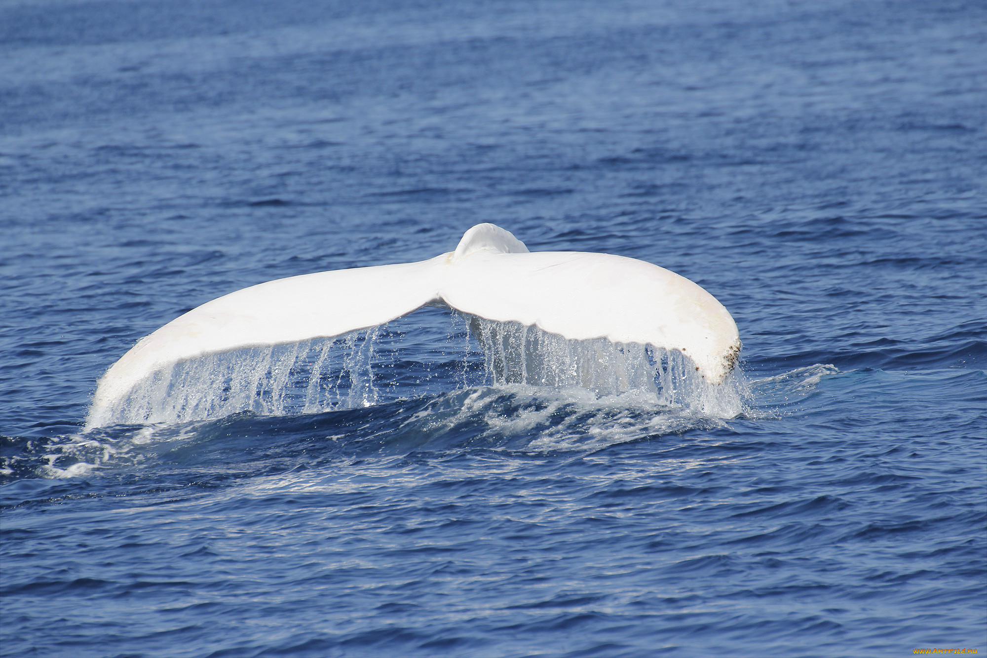 Горбатый кит альбинос